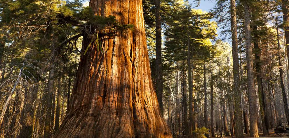  REDWOOD - Northern California