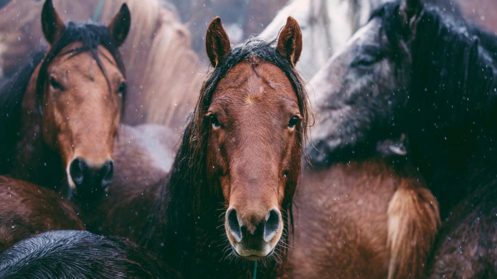 500 Miles - The Story of Ranchers and Horses (2017)